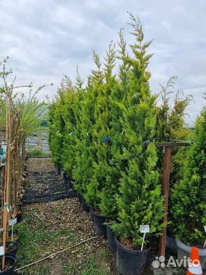 Купресоципарис Лейланда Голд Райдер