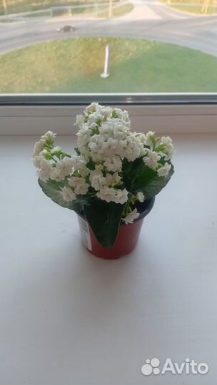 Каланхоэ цветущий