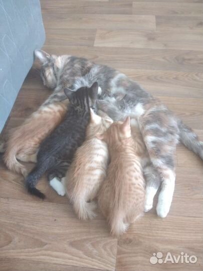 Котята в добрые руки мальчики