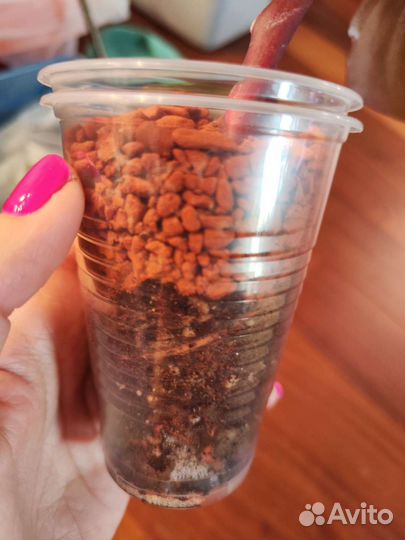 Филодендрон Red Emerald variegate