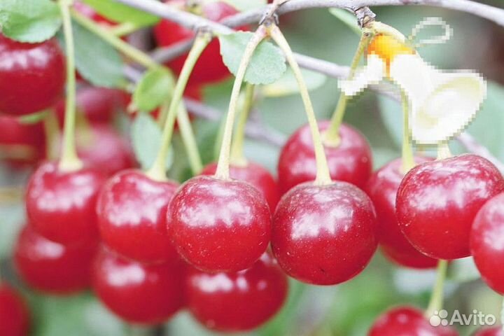 Саженцы Вишни для Кемерово зкс