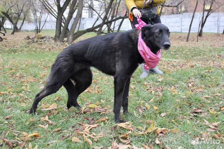 Метис борзой в добрые руки