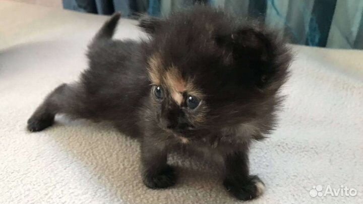 Котята в добрые руки бесплатно