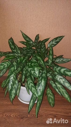 Комнатные растения цветы