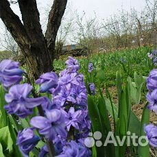Луковицы геоцинтов