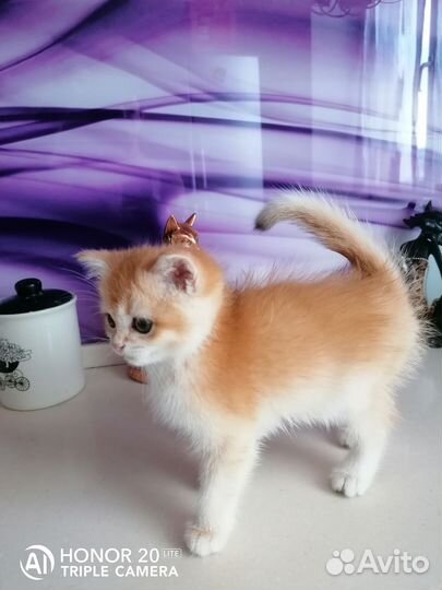 Котики пу 12