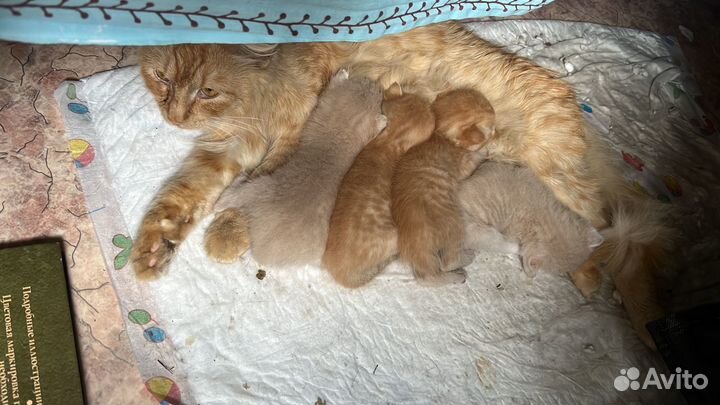 Рыжий котенок девочка