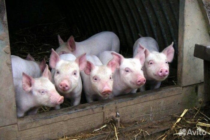 Поросята ландрас