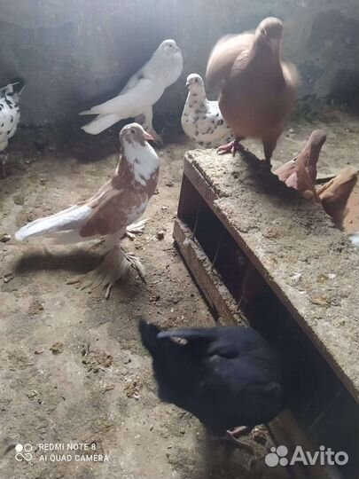 Продажа голубей