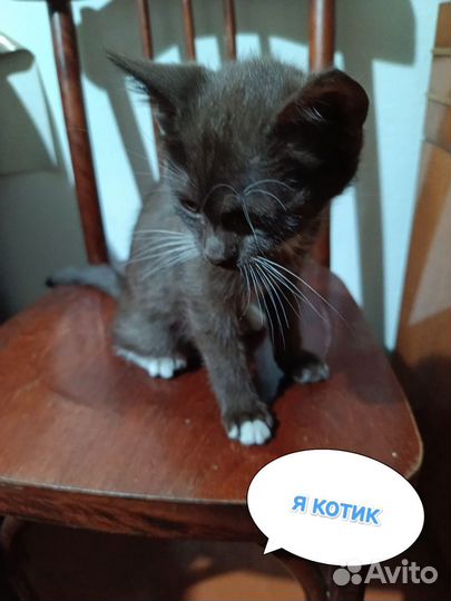 Котята в добрые руки бесплатно