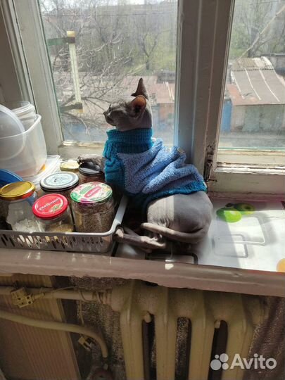 Отдается кот в добрые руки