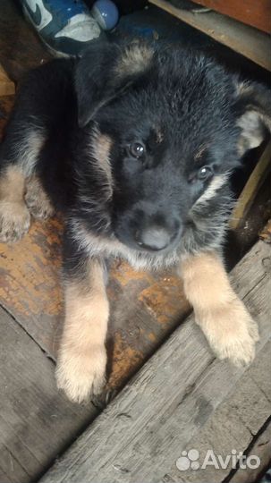 Немецкая овчарка+вео