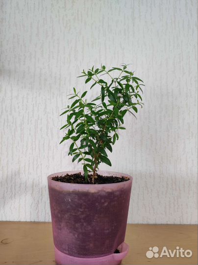 Миртовое дерево