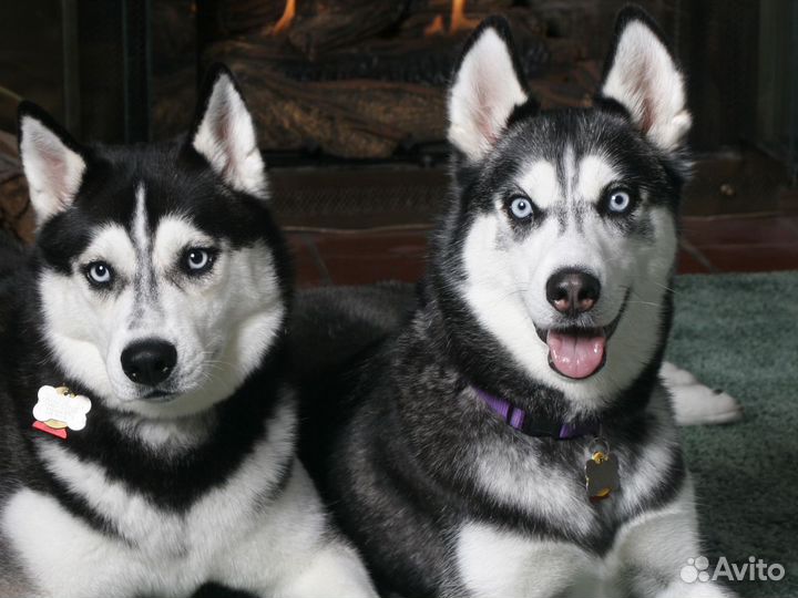 Экскурсия Хаски, олени + Кивач на автомобиле