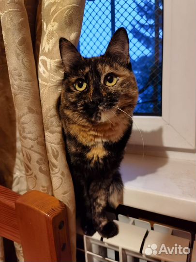 Кошка в дар