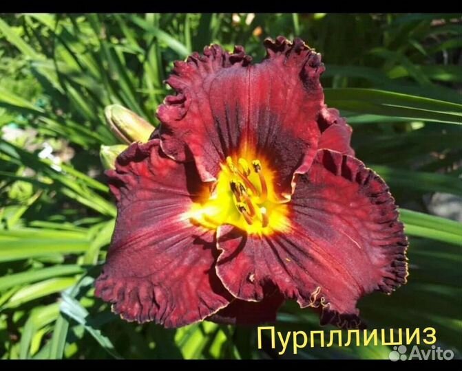 Лилейники Коллекционные