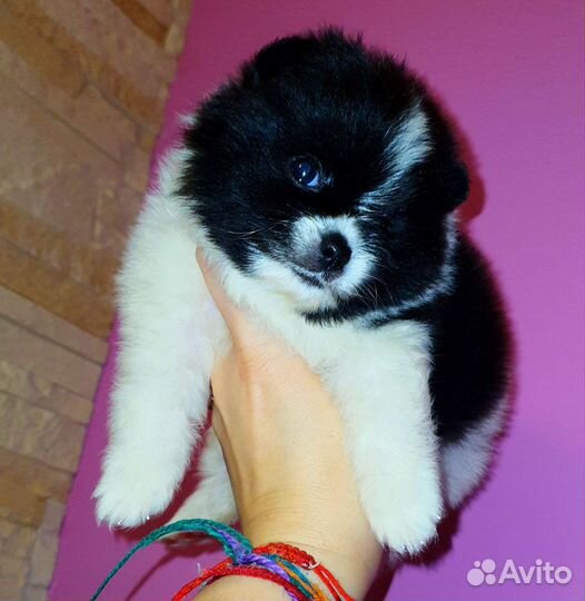 Супер микро кукольный медвежонок шпиц,доставка