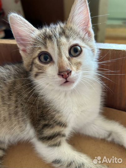 Котенок (девочка) 1,5 месяца в добрые руки
