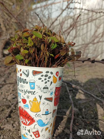 Сеянцы кизильника блестящего