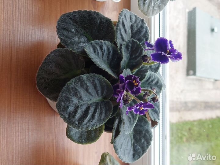 Фиалка махровая