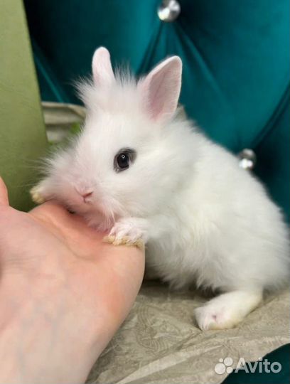 Кролики мини