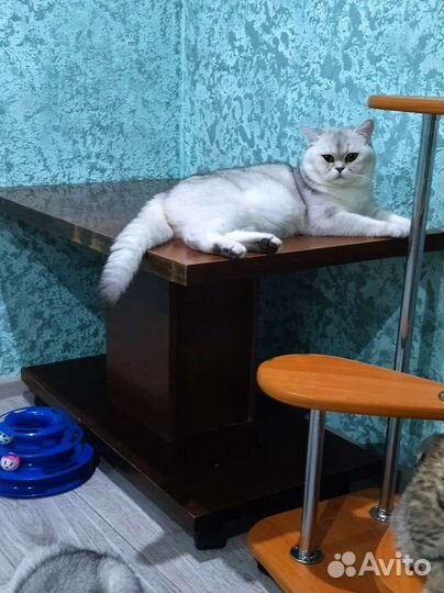 Шотландский кот вязка