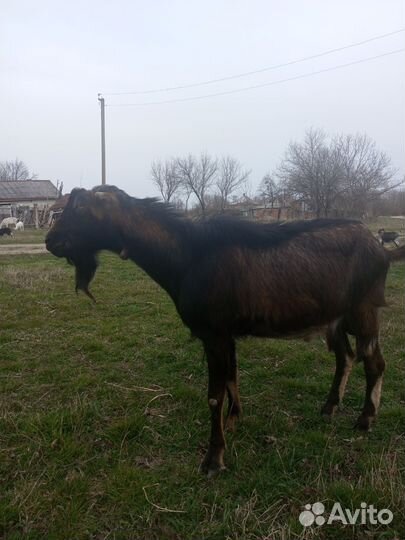 Козел ламанча и годовалая козочка