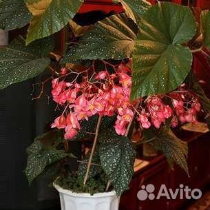 Бегония тросниковая