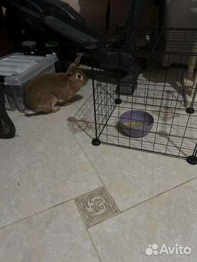 Декоративные кролики в добрые руки