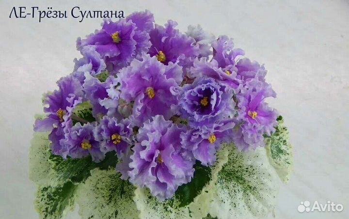 Фиалки набор №2 из 7 деток разных сортов