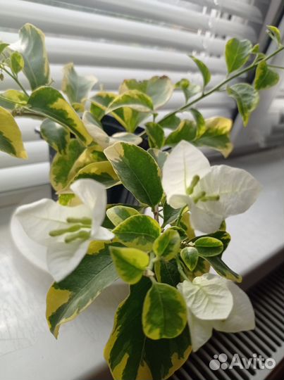 Бугенвиллия White Ice