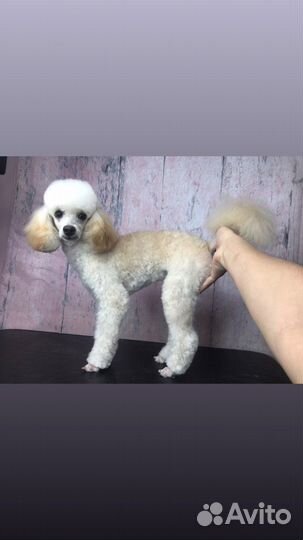 Грумер стрижка собак