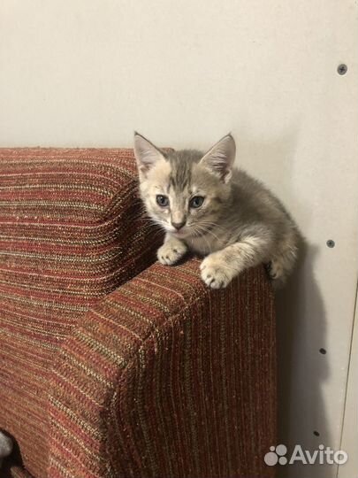 Котята в добрые руки даром