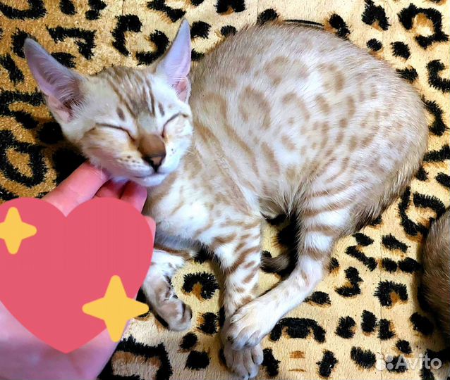 Бенгальские котята