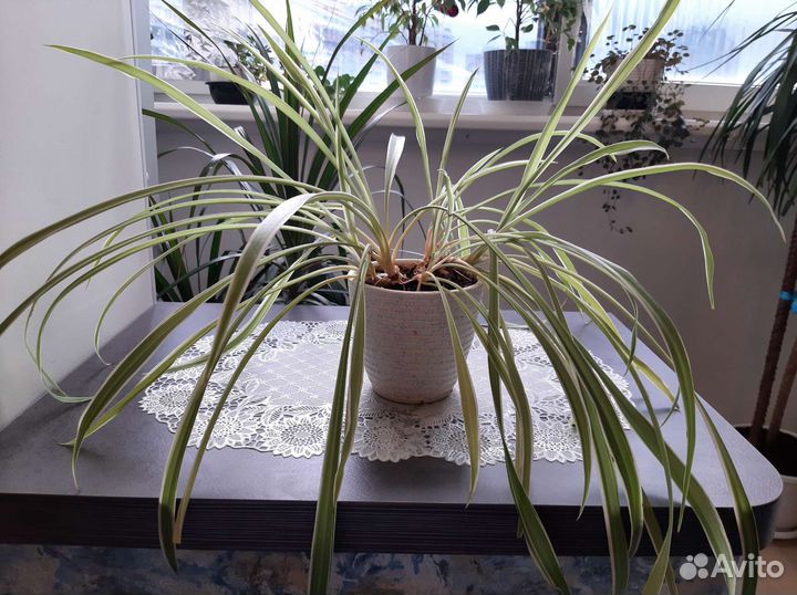 Разные комнатные цветы