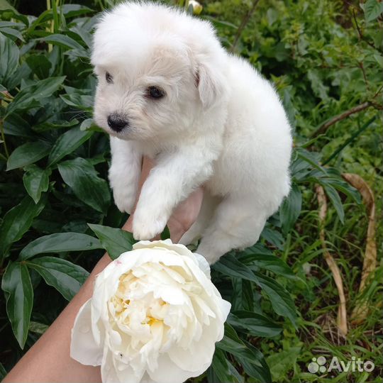 Щенки мальтипу мальчик