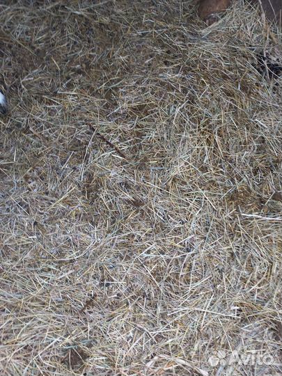 Навоз перегной козий