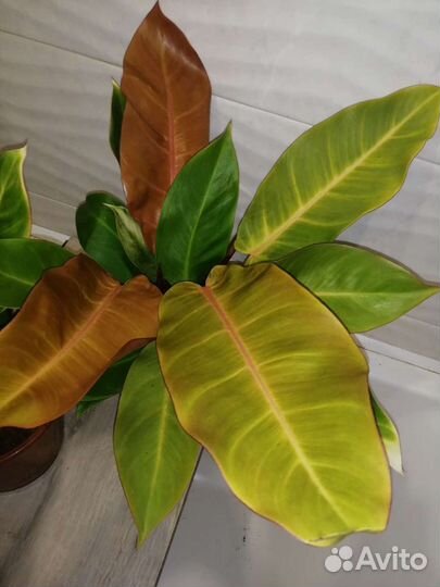 Филодендрон принц Оранж
