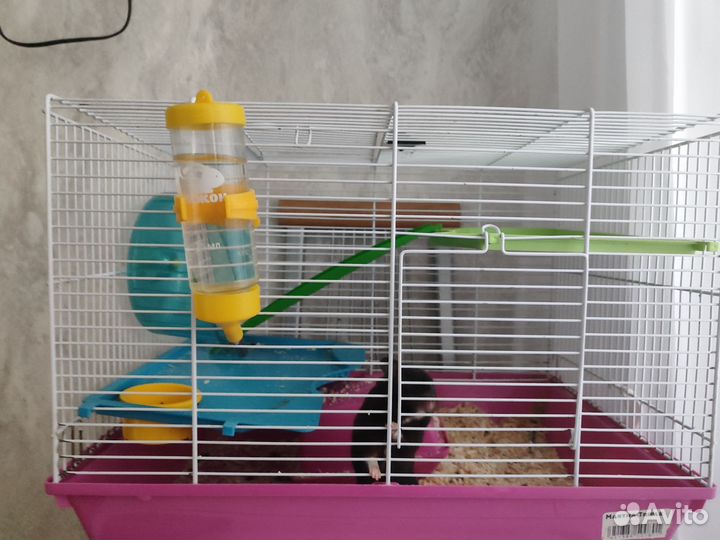 Хомяк с клеткой