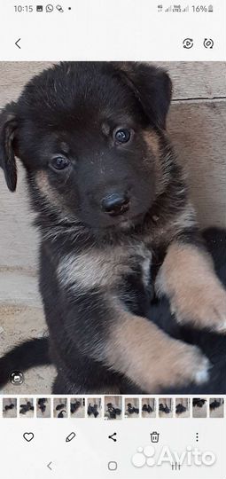 Малыши лапуськи 1.5 мес в поиске родителей