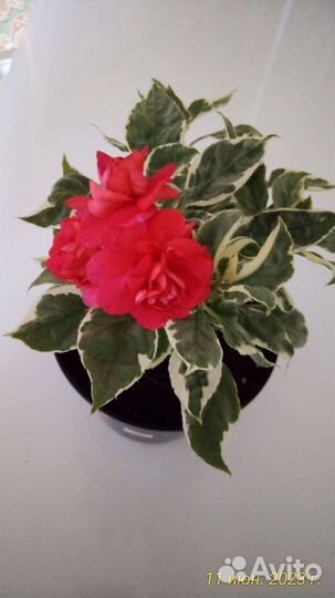 Бальзамины 30+ сортов