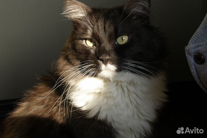 Передержка животных