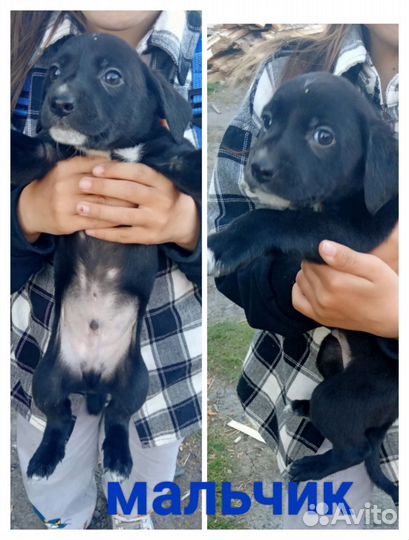 Отдам щенков