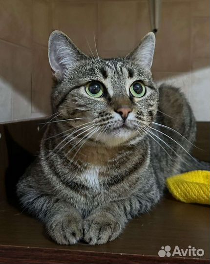 Котики и кошки могут оказаться на улице