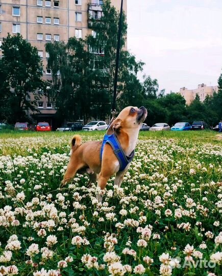 Вязка.Чихуахуа