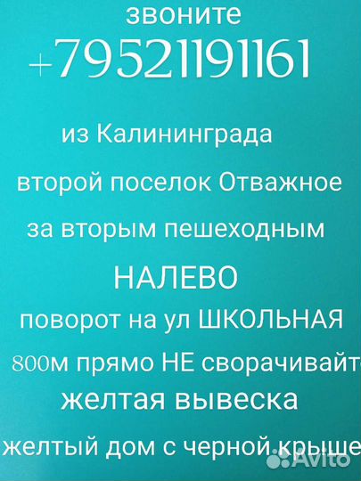 Абрикос колонна саженцы