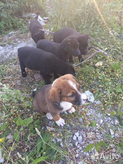 Щенки в добрые руки