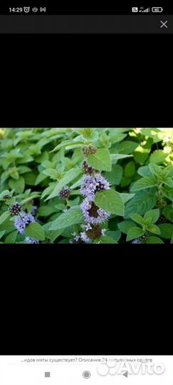 Мята, мелисса