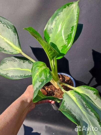 Аглаонема Сильвер Блю - Silver Blue