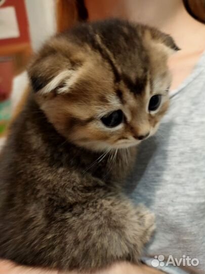 Шотландские вислоухие котята тикированные